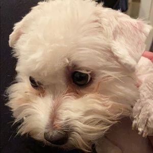 Meet your Posher, Harim